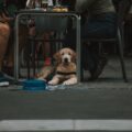 De leeftijd van een hond: van pup tot senior