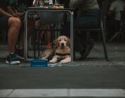 De leeftijd van een hond: van pup tot senior