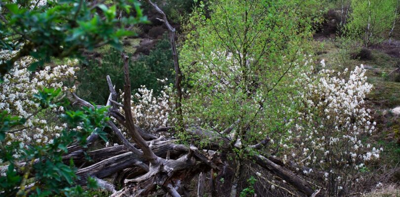 Joke Bruijs overleden: een leven vol muziek, humor en warmte